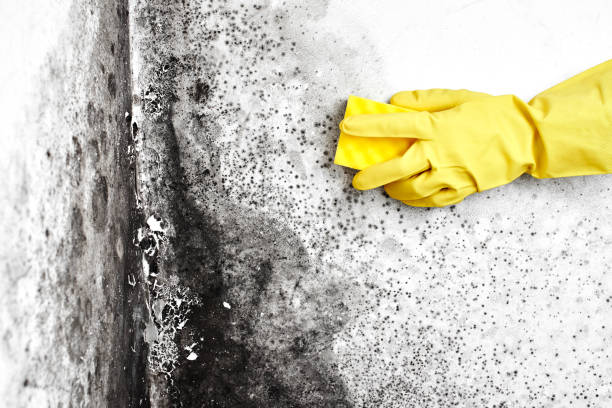 Certified Mold Removal in Brunswick, NC