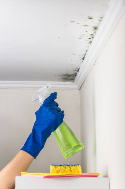 Professional Mold Removal in Brunswick, NC
